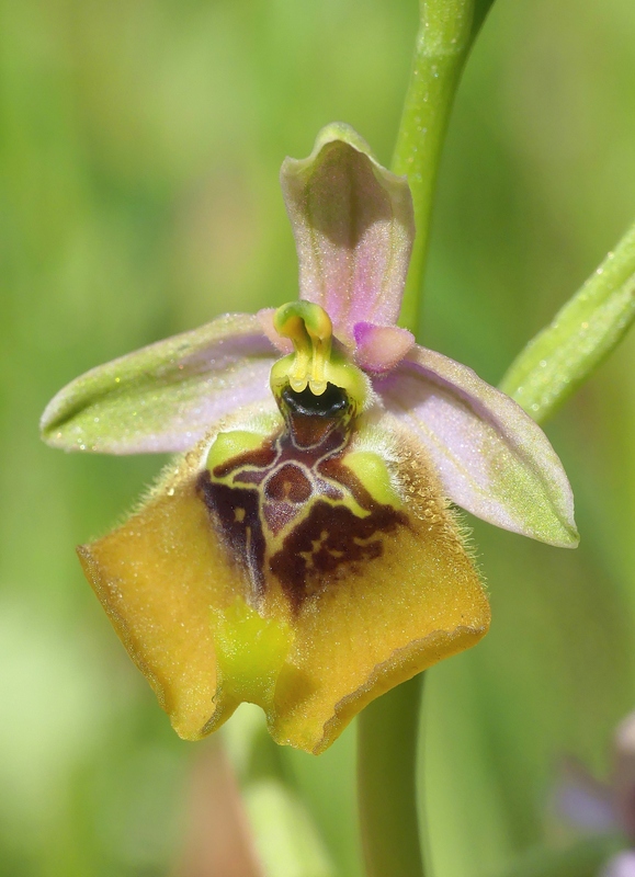 Ophrys lacaitae tra introgressioni e forme ibride  Molise 2023.